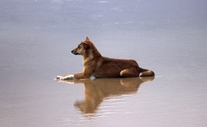Isla Fraser, perro salvaje